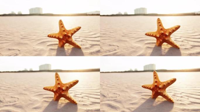 西蒂海滩上的海星