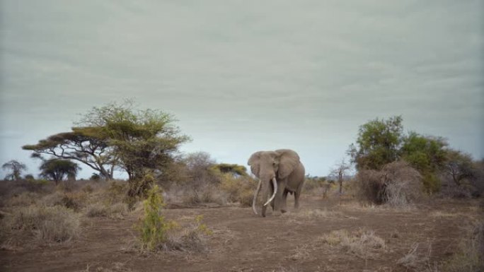 慢动作雄伟的大象在多云的日子里走过野生的大草原，肯尼亚安博塞利国家公园