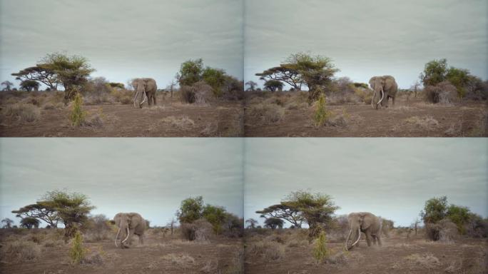 慢动作雄伟的大象在多云的日子里走过野生的大草原，肯尼亚安博塞利国家公园