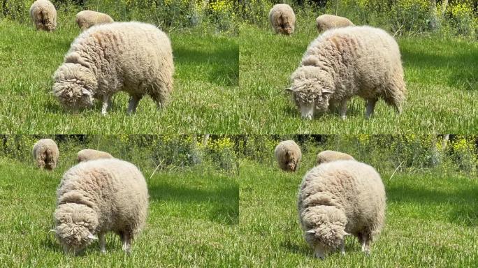 一只羊在羊圈里吃草。