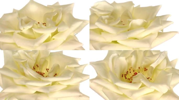 旋转 “Escimo” 玫瑰孤立在白色无限循环2