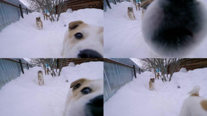 西西伯利亚，汉特-曼西自治Okrug: Russkinskaya村。汉特人驯鹿牧民家的院子里的狗。