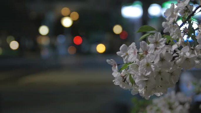 樱花盛开的夜景和城市路灯。