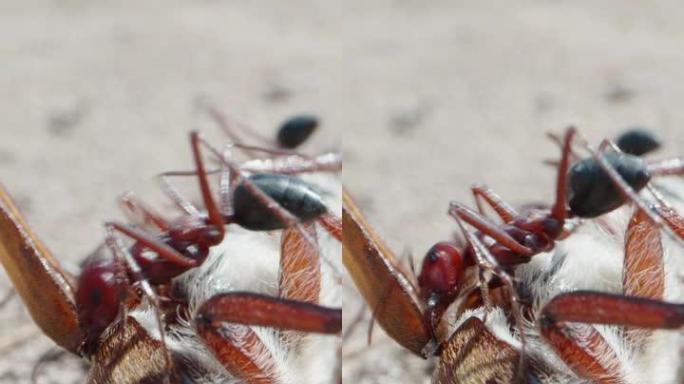 巨型蚂蚁吃飞蛾。在沙漠中。极限微距拍摄。垂直。社交媒体