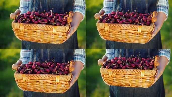一篮子成熟樱桃的农民的手