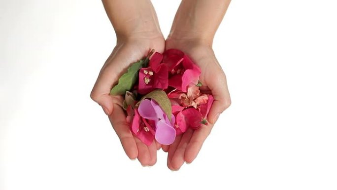 双手在白色背景上落下粉红色的花朵
