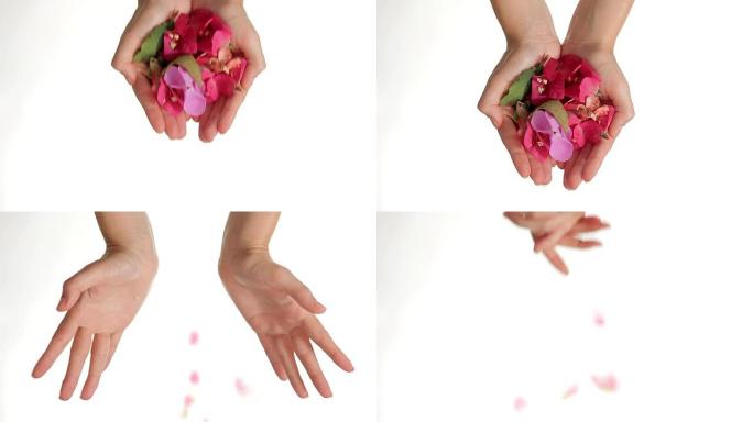 双手在白色背景上落下粉红色的花朵