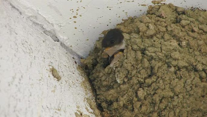 高清燕子喂养雏鸟，特写
