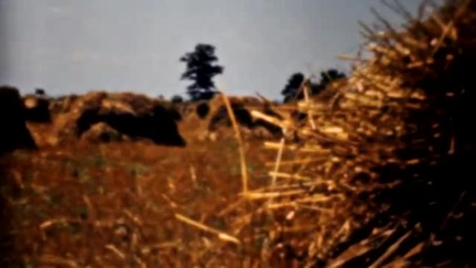 农民黄金麦田在秋天-1940复古8毫米电影