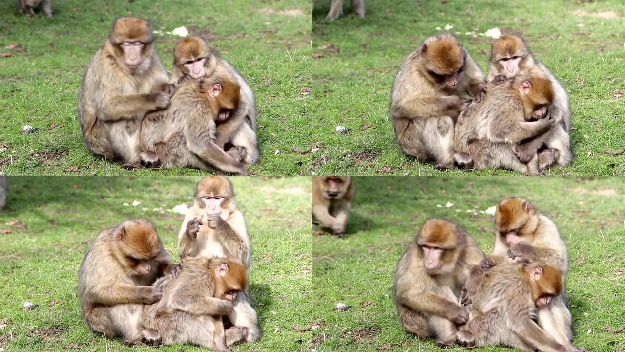 美丽的年轻猴子家庭梳理和玩耍 -- 阿尔及利亚和摩洛哥的巴巴里猕猴