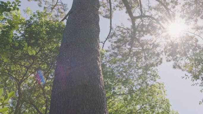 阳光照耀的pov森林树木仰望树冠树枝移动自然环境之美探索自然