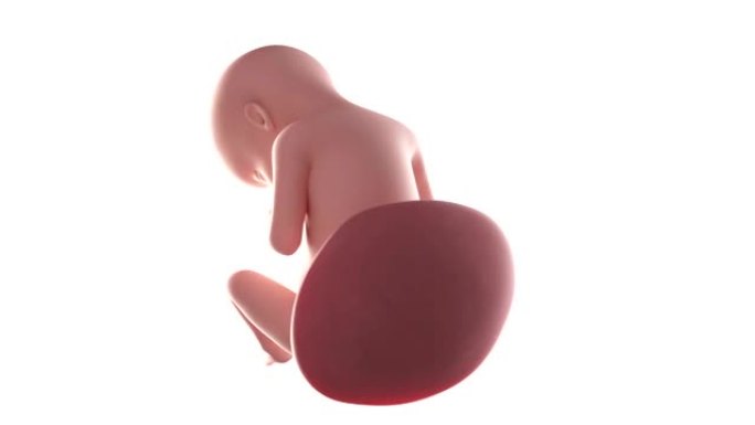 胎儿动画-第29周