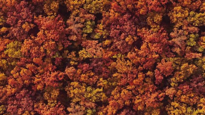 秋季树叶无人机拍摄秋季颜色橙色树