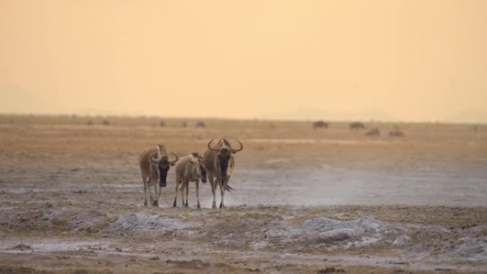 牛羚三人组在肯尼亚安博塞利国家公园的干草原上行走