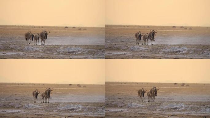 牛羚三人组在肯尼亚安博塞利国家公园的干草原上行走
