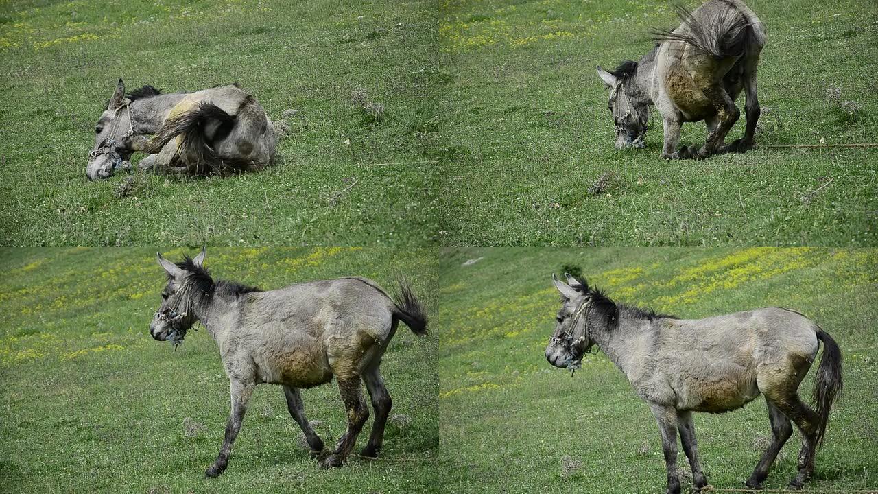 绿色草地上的灰色骡驴周围背景