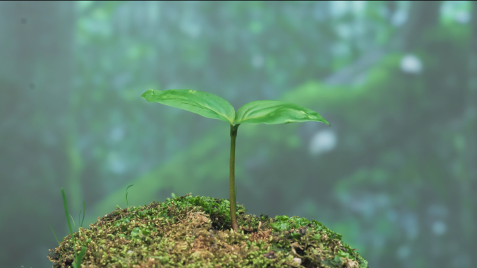 珍稀植物珙桐树鸽子花种子生长延时素材