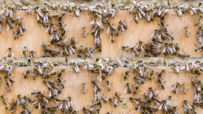 胶合板表面的工蜂。养蜂平地