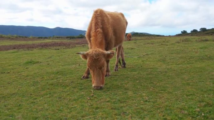 一头牛吃草的景象。农业