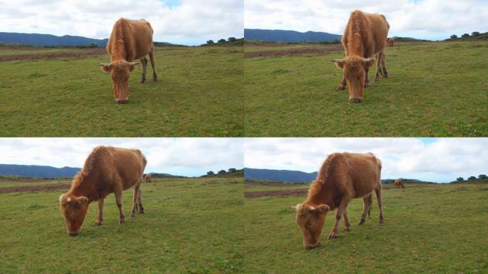 一头牛吃草的景象。农业