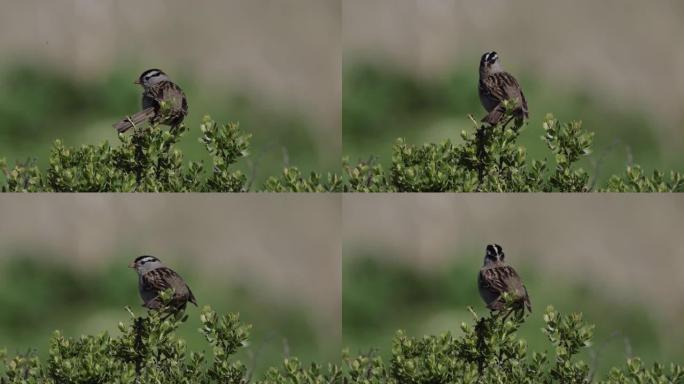 加州白冠麻雀西部麻雀稀有鸟类观鸟地点