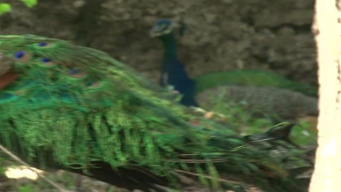 海地地震-一棵树附近岩石中的两只孔雀