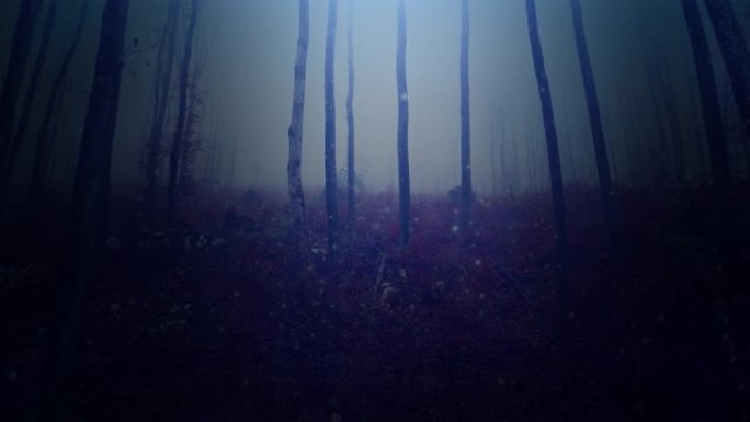 神奇神秘的黑雾森林，美丽的金色萤火虫。