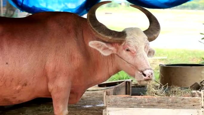 泰国水牛。