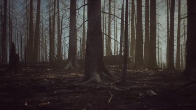 森林大火后，金丝雀松树的黑灰