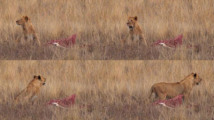 Lls母狮在内罗毕国家公园的自然栖息地中保持警惕，以保护猎物
