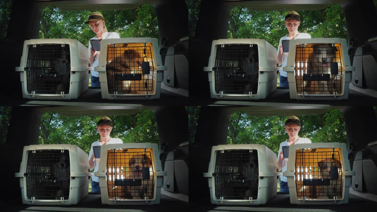 一名妇女使用平板电脑，站在汽车后备箱上，那里有幼犬。宠物的销售和交付