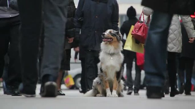 澳大利亚牧羊人坐在拥挤的街道上