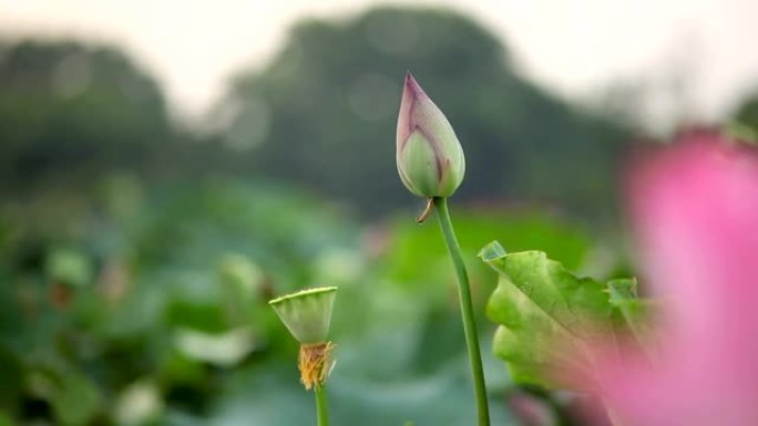 莲花芽