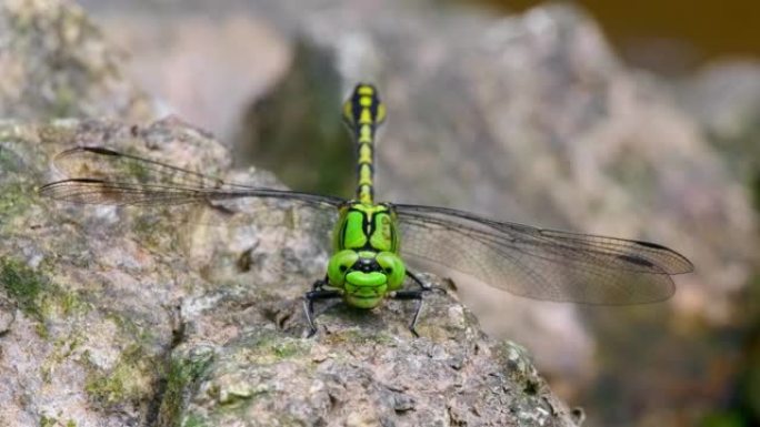 绿色蛇尾蜻蜓 (Ophiogomphus Cecilia) 的慢动作