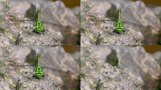 绿色蛇尾蜻蜓 (Ophiogomphus Cecilia) 的慢动作