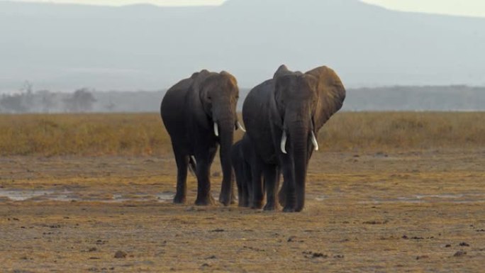 大象家族，两只雄伟的大象与一头小象在傍晚的大草原景观中漫步，肯尼亚安博塞利国家公园