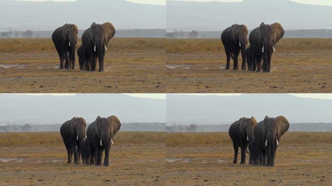 大象家族，两只雄伟的大象与一头小象在傍晚的大草原景观中漫步，肯尼亚安博塞利国家公园