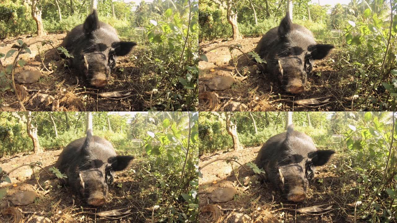 近距离观察一只巨大的黑色野猪的脸头，尖牙懒散地睡在泥土上，食物和水桶被大自然包围着。白天阳光普照