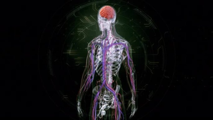 人脑解剖学视频素材脑室脑室腔神经系统