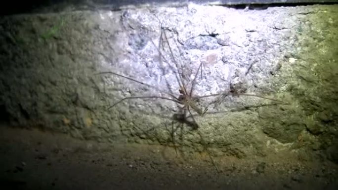 蜘蛛在地下室爬行