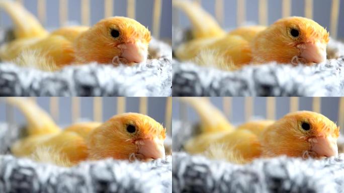 巢中的橙色金丝雀