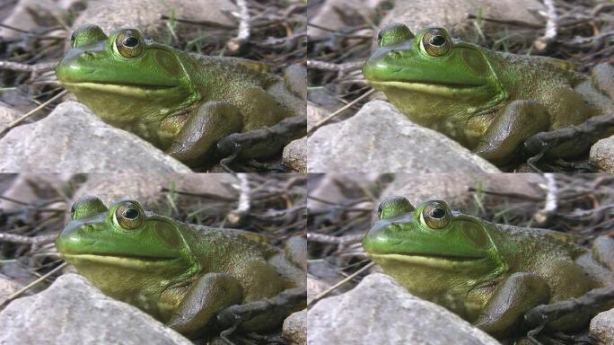 大绿色青蛙。