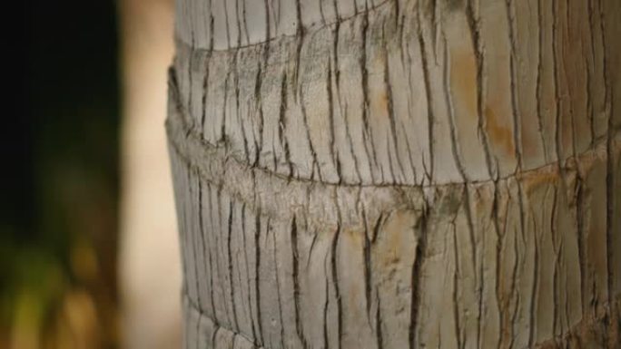 棕榈树树干纹理。树皮的条纹和孔隙率。树叶阴影在风中摇曳。