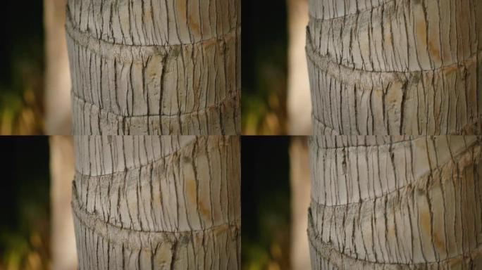 棕榈树树干纹理。树皮的条纹和孔隙率。树叶阴影在风中摇曳。