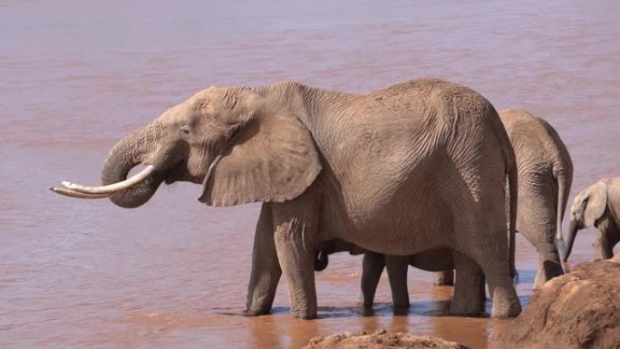 一头大象正在河边喝水。