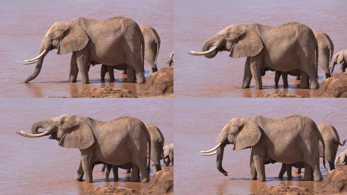 一头大象正在河边喝水。