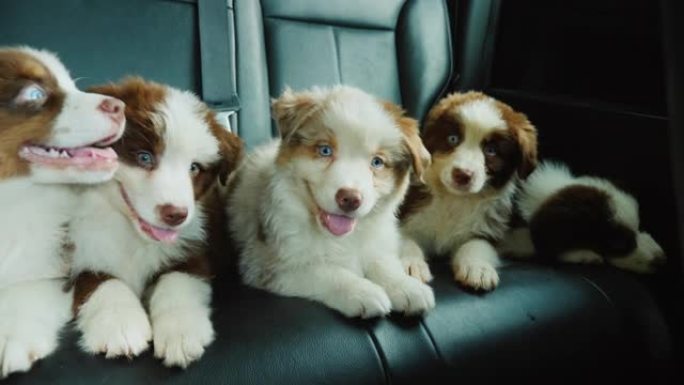五只小狗在汽车后座上旅行。宠物与主人一起旅行