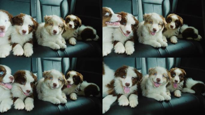 五只小狗在汽车后座上旅行。宠物与主人一起旅行