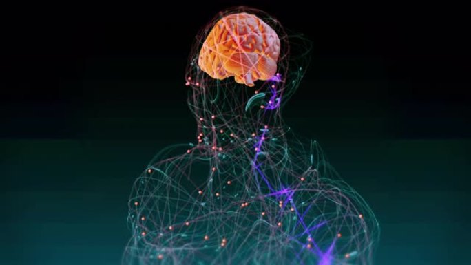 人脑神经系统3D人脑解析3D神经系统人体