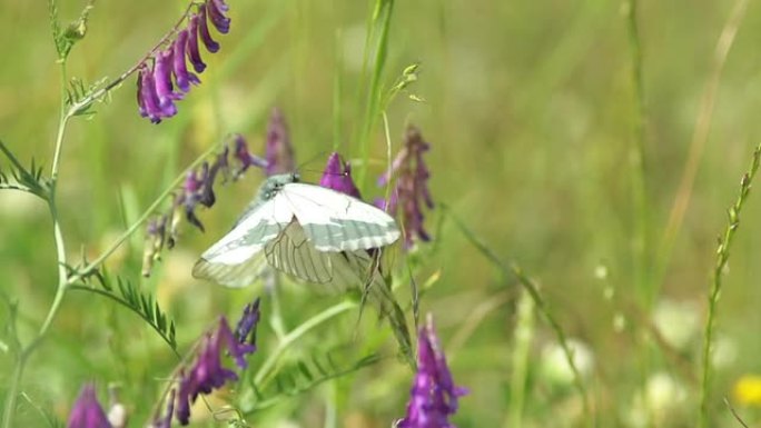一只白色飞蝶的宏观镜头